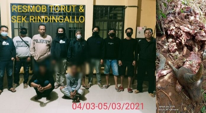Lagi Asik Minum Ballo' Terduga Pencuri Daging Kerbau di Torut Ditangkap Polisi Resmob Polres Toraja Utara