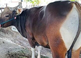 Sapi Kurban PT Malea